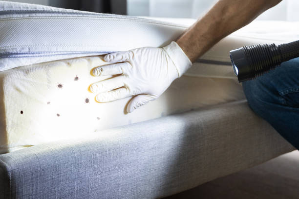 Best Rat Extermination Near Me  in Bowling Green, VA