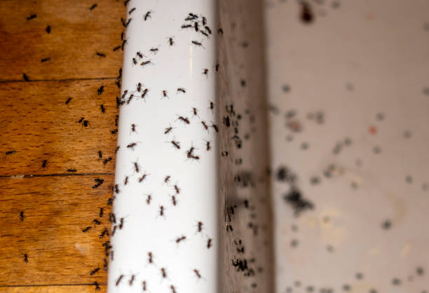 Bowling Green, VA Pest Control Company
