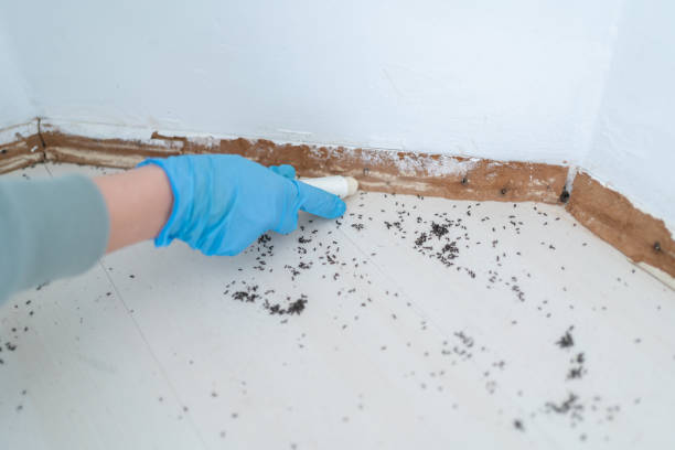 Pest Prevention Services in Bowling Green, VA